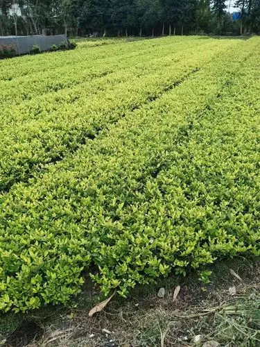 驻马店建业城二期绿化工程